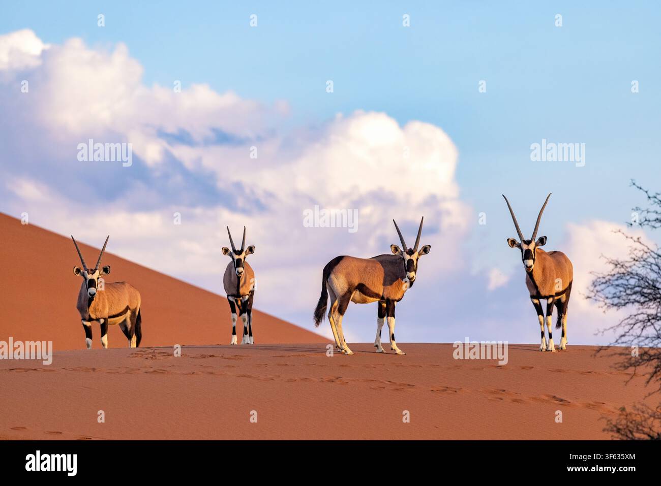 Un groupe de gemsbok (Oryx gazella) ou d'oryx d'Afrique du Sud dans le parc national de Namib-Naukluft, Namibie, Afrique Banque D'Images
