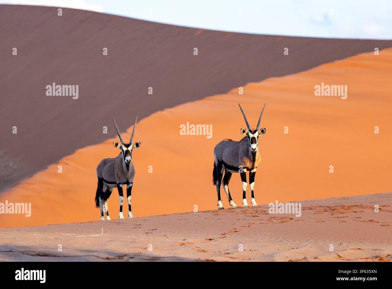 Gemsbok (Oryx gazella) ou oryx sud-africain dans le parc national Namib-Naukluft, Namibie, Afrique Banque D'Images