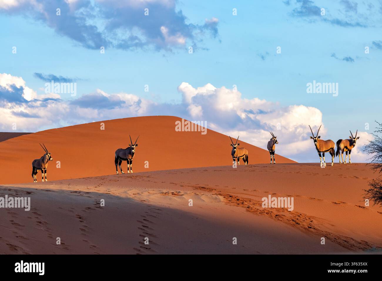 Un groupe de gemsbok (Oryx gazella) ou d'oryx d'Afrique du Sud dans le parc national de Namib-Naukluft, Namibie, Afrique Banque D'Images