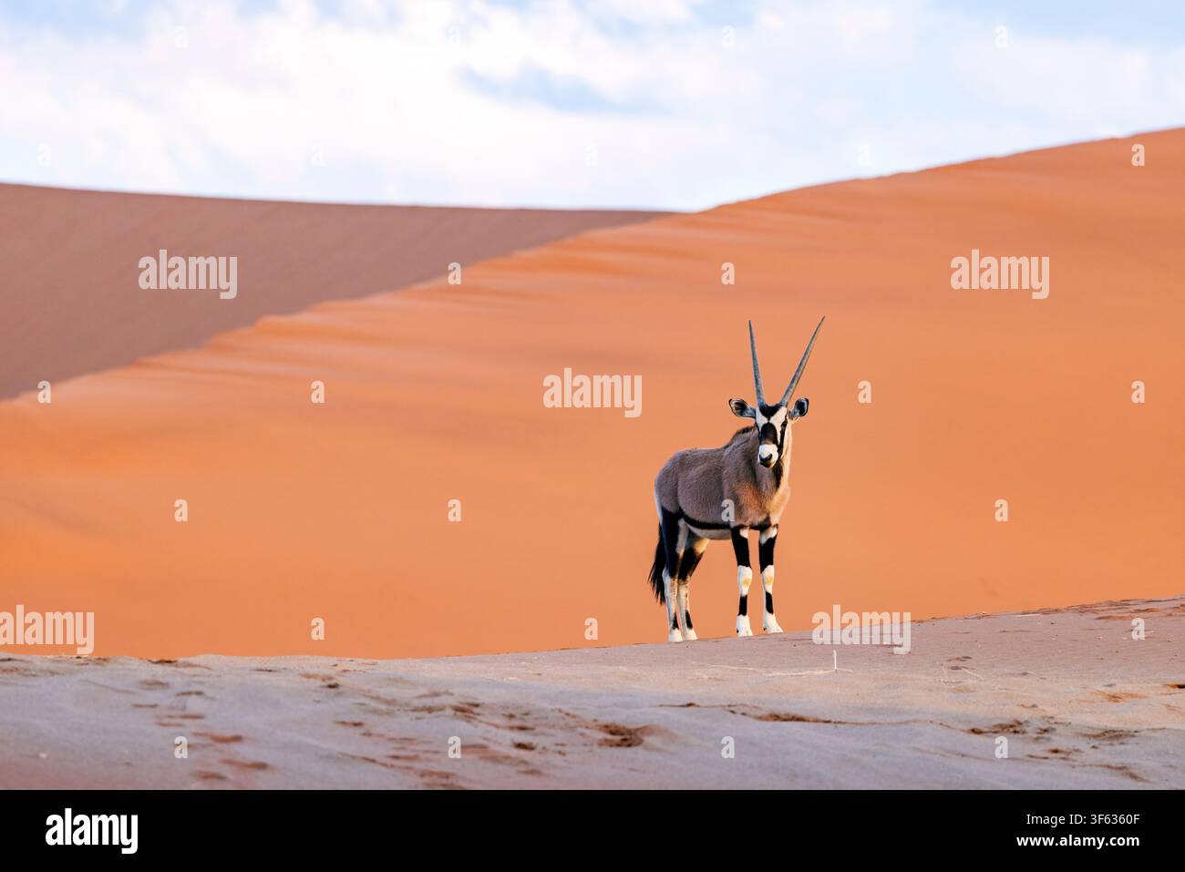 Gemsbok (Oryx gazella) ou oryx sud-africain dans le parc national Namib-Naukluft, Namibie, Afrique Banque D'Images