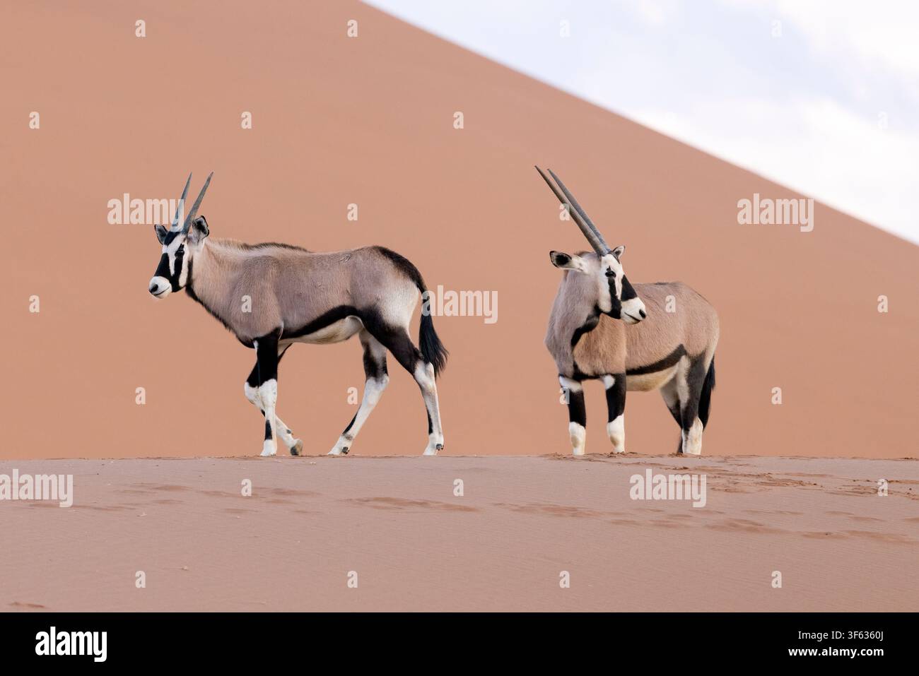 Gemsbok (Oryx gazella) ou oryx sud-africain dans le parc national Namib-Naukluft, Namibie, Afrique Banque D'Images