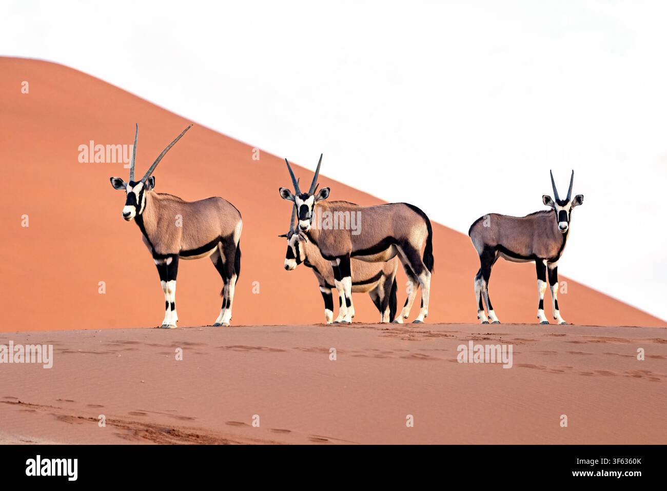 Un groupe de gemsbok (Oryx gazella) ou d'oryx d'Afrique du Sud dans le parc national de Namib-Naukluft, Namibie, Afrique Banque D'Images