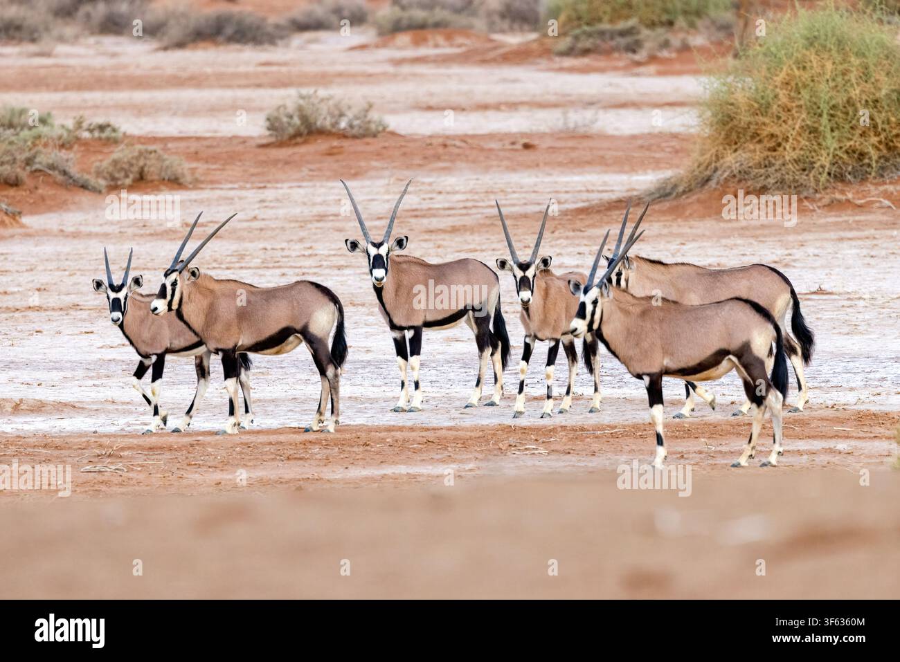 Un groupe de gemsbok (Oryx gazella) ou d'oryx d'Afrique du Sud dans le parc national de Namib-Naukluft, Namibie, Afrique Banque D'Images