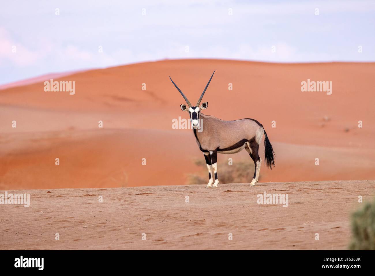 Gemsbok (Oryx gazella) ou oryx sud-africain dans le parc national Namib-Naukluft, Namibie, Afrique Banque D'Images