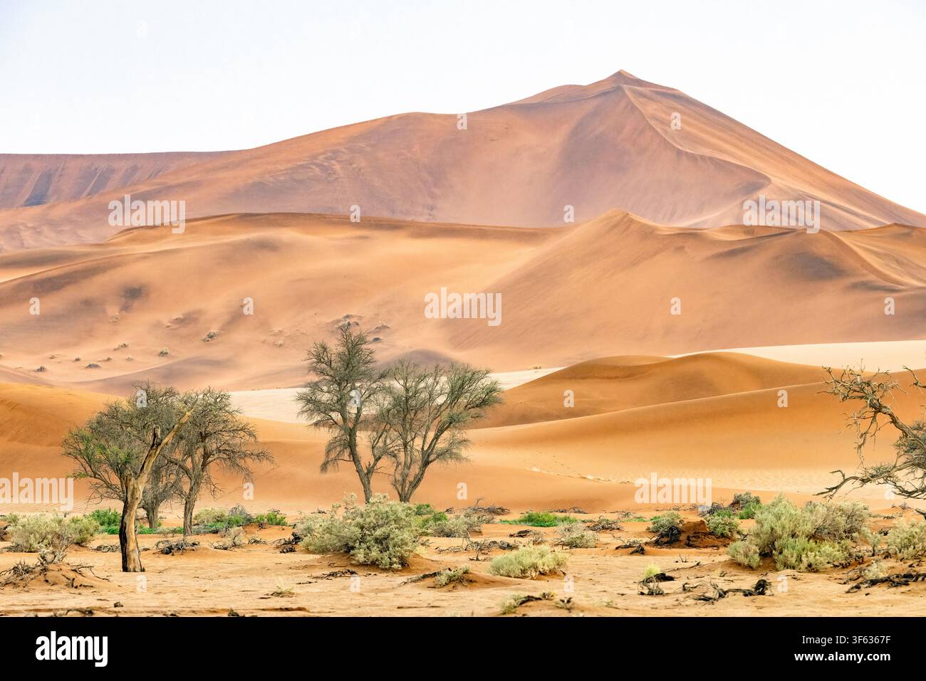 Dunes de sable extra-terrestres près de Sossusvlei dans le parc national Namib-Naukluft, Namibie, Afrique Banque D'Images