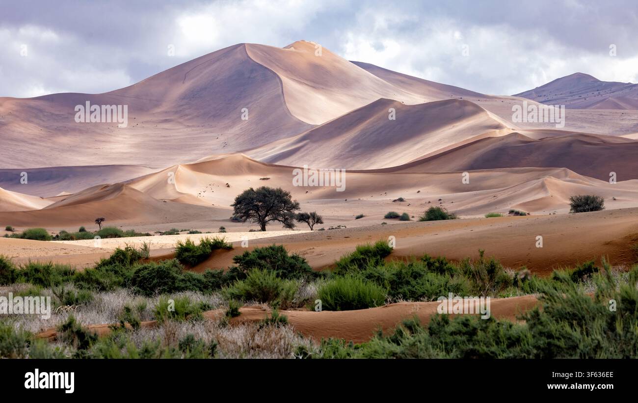 Dunes de sable extra-terrestres près de Sossusvlei dans le parc national Namib-Naukluft, Namibie, Afrique Banque D'Images