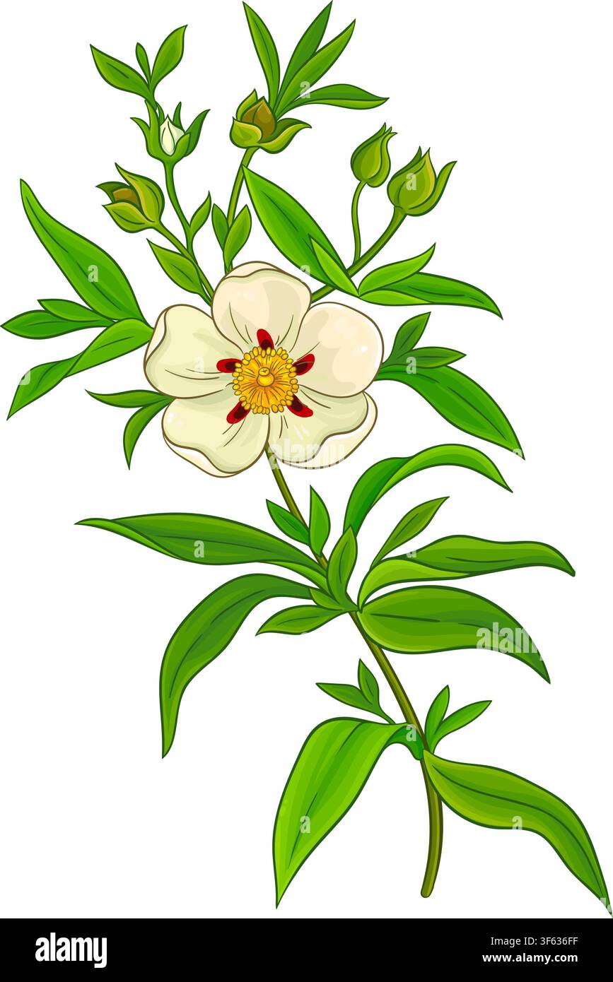 Illustration détaillée colorée d'une plante Cistus. Illustration de Vecteur
