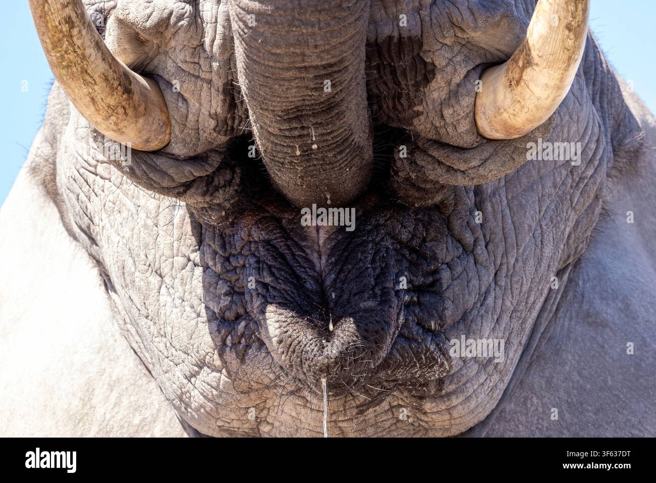 Image en gros plan extrême d'un éléphant d'Afrique (Loxodonta Africana) en train de boire – Onkolo Hide, Réserve naturelle d'Onguma, Namibie, Afrique Banque D'Images
