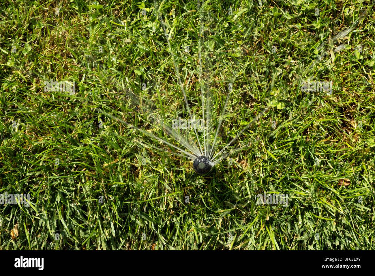 Plan à angle élevé d'un arroseur automatique arrosant une pelouse verte dans le jardin Banque D'Images
