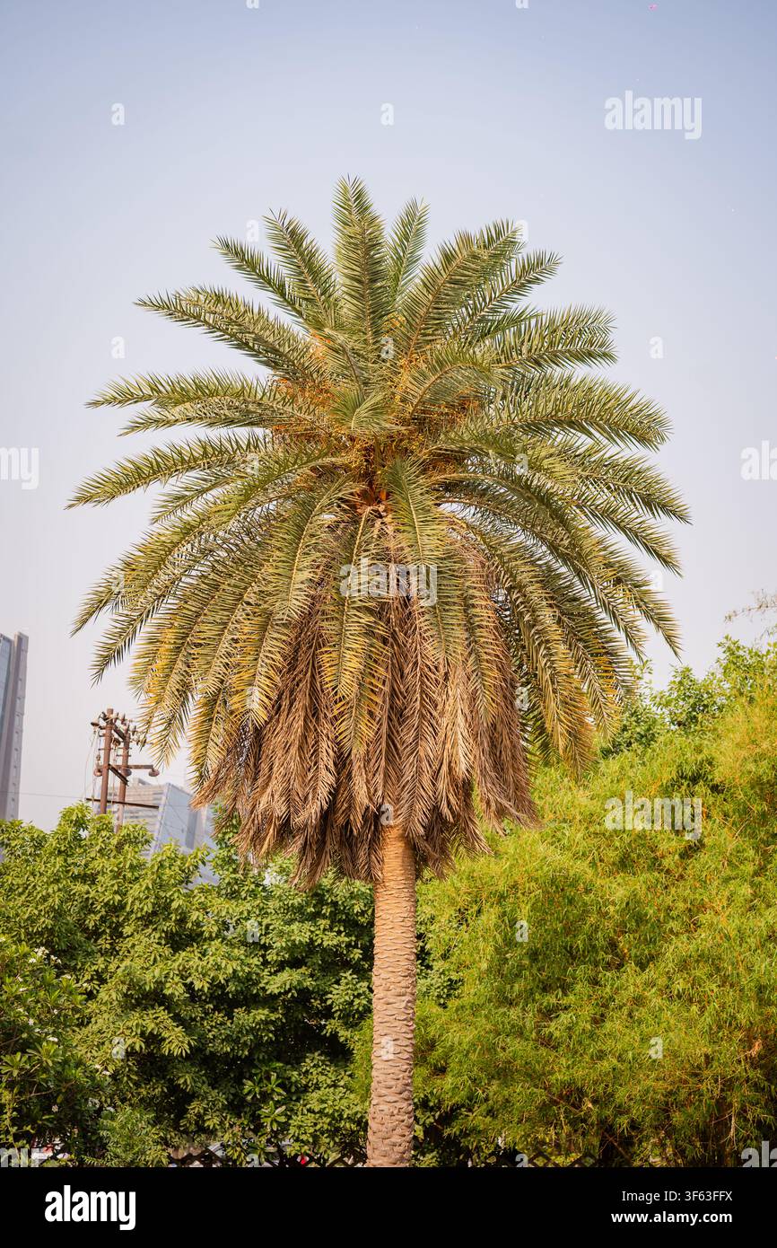 Un palmier dattier vibrant se dressant fièrement dans un parc ensoleillé. Banque D'Images