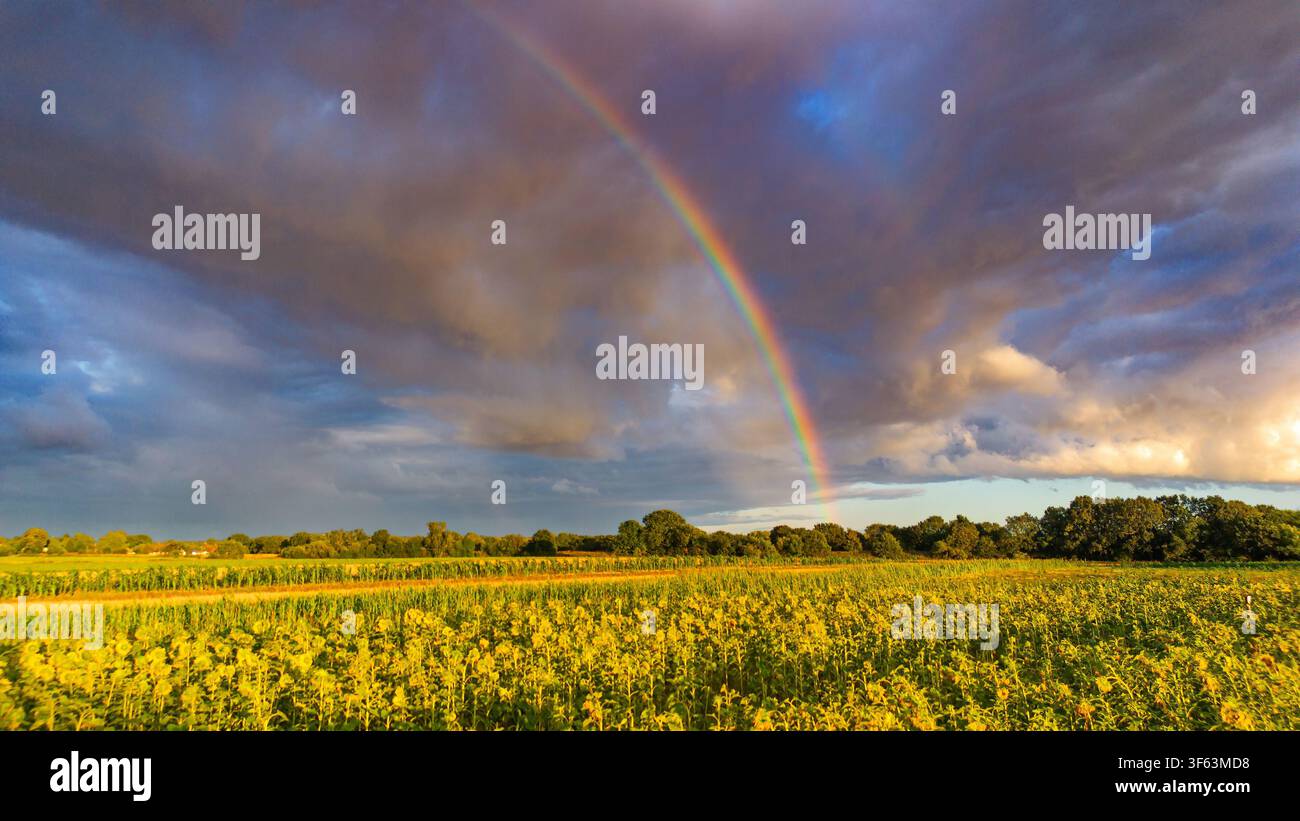 Un champ de tournesols avec un arc-en-ciel sur cette ferme dans le Cheshire. Banque D'Images