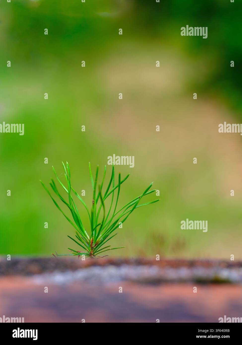 Jeune pin sylvestre, Pinus sylvestris, la nature en détail, une petite plante poussant dans une fissure du maçonnerie, un symbole de résilience et de la force de la nature Banque D'Images