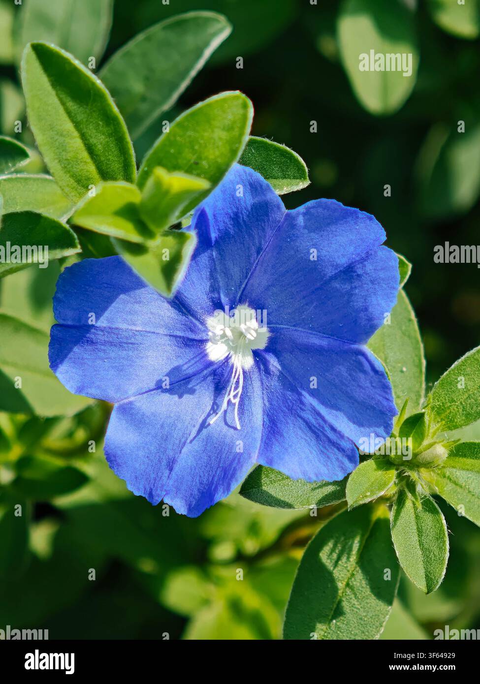 Fleurs bleues dans mon jardin - Image de stock capturée avec un smartphone