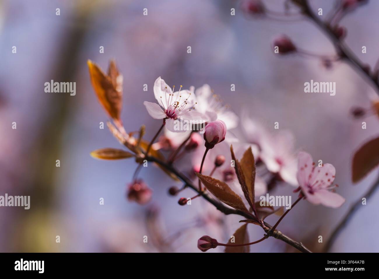 Cerise Plum, Sang Plum, Prunus cerasifera Banque D'Images