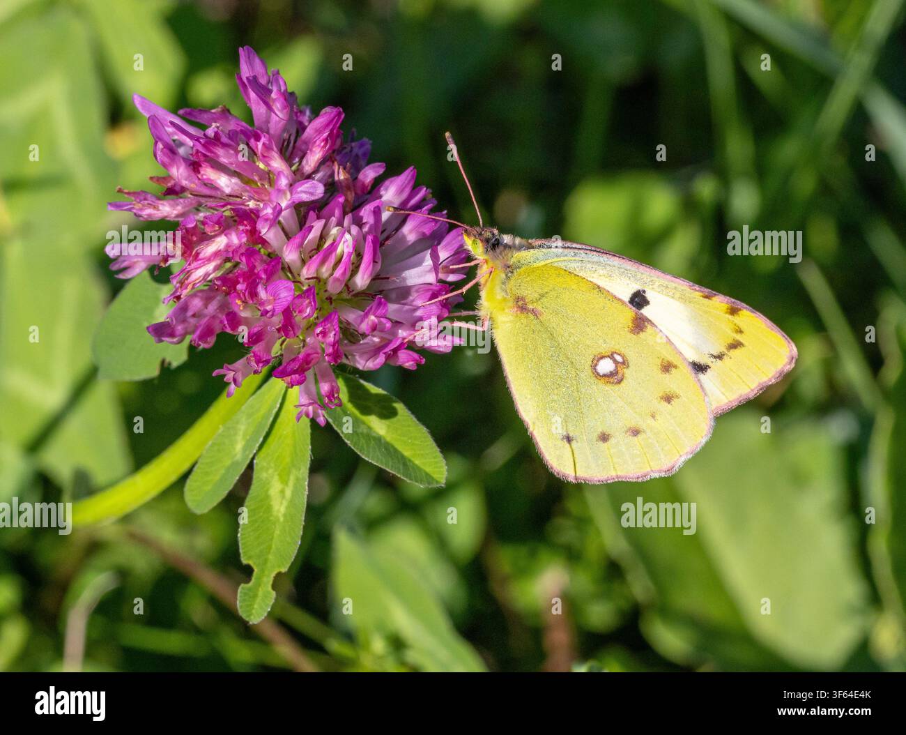 Colias hyale le papillon jaune nuageux pâle sur une fleur de trèfle rouge Banque D'Images