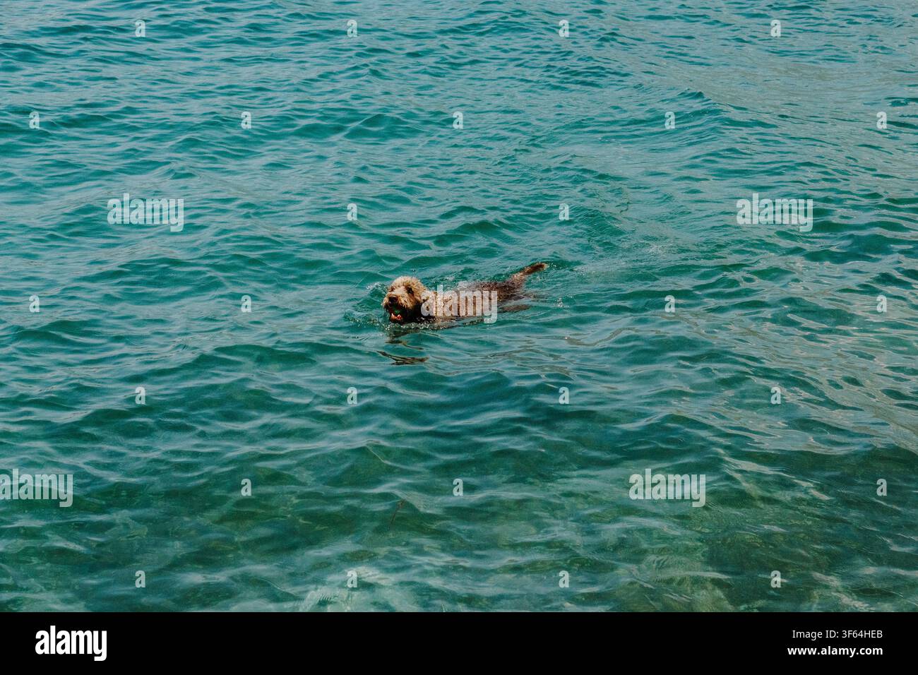 Chien Lagotto Romagnolo nageant avec une balle dans une eau de mer turquoise claire par une journée d'été ensoleillée. Animal de compagnie actif profitant de jeux et d'exercice en plein air. Banque D'Images