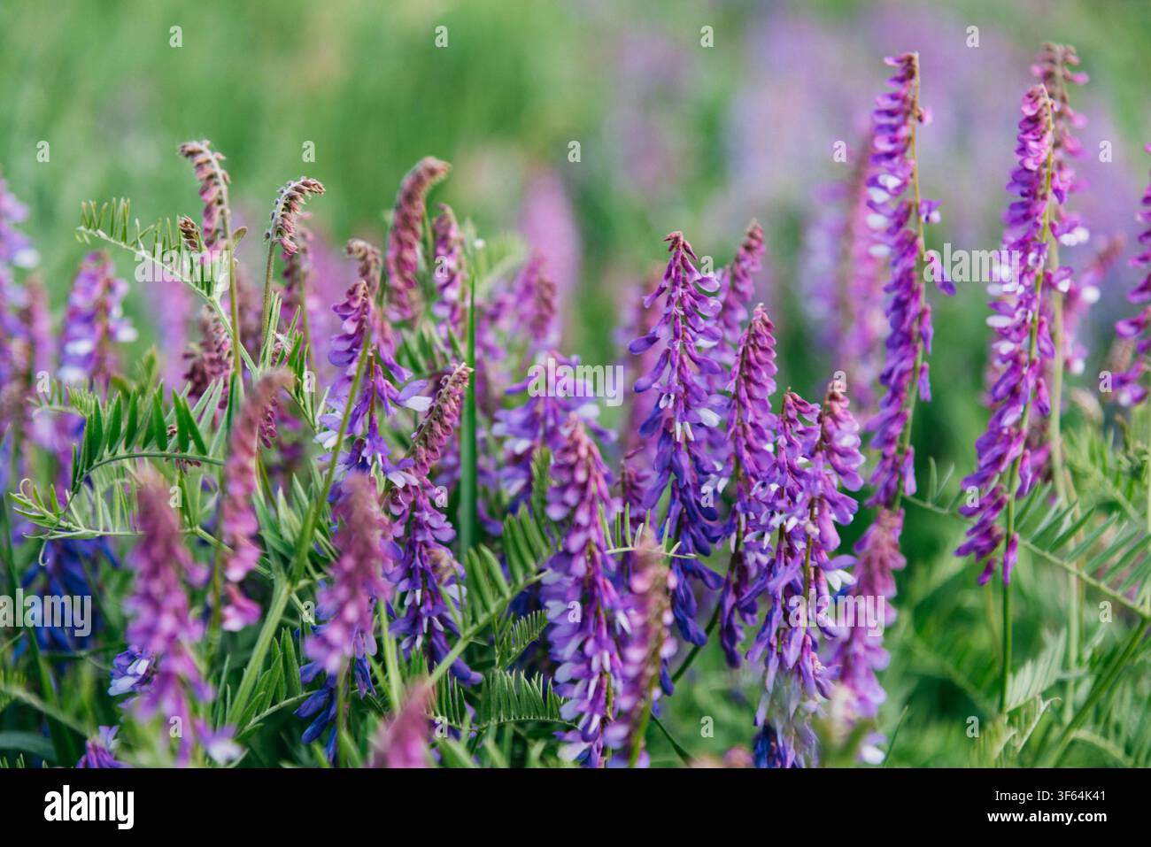Gros plan d'une gesse des champs (Vicia cracca) en fleurs avec des fleurs violettes délicates dans une prairie verdoyante. Plante légumineuse sauvage poussant dans son habitat naturel, capturée avec une mise au point douce et une profondeur de champ peu importante au printemps ou en été. Banque D'Images