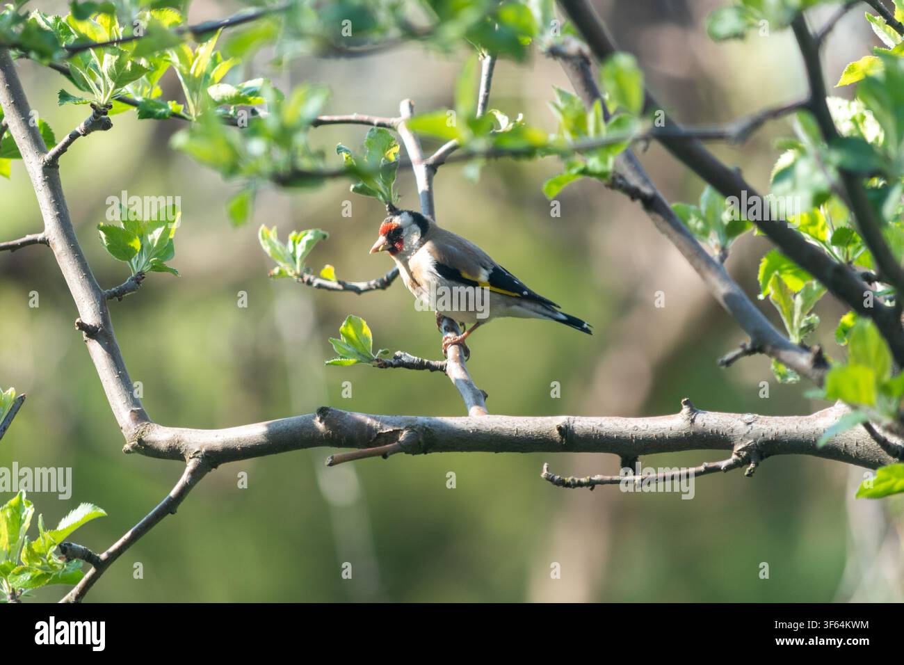 Pinson des arbres européen coloré perché sur une jeune branche de pommier au début du printemps, illuminé par une lumière solaire chaude. Feuilles vertes fraîches et doux naturel bo Banque D'Images