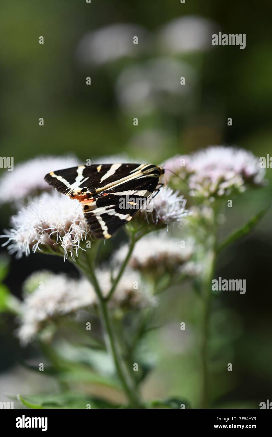 Jersey Tiger Moth Banque D'Images