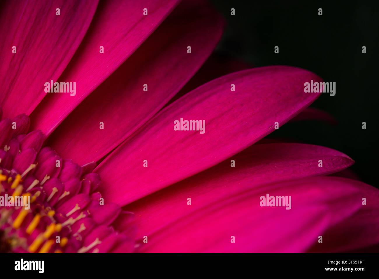 Superbe macro d'une texture de pétale de gerbera rose éclatante sous un éclairage doux sur un fond sombre. Banque D'Images