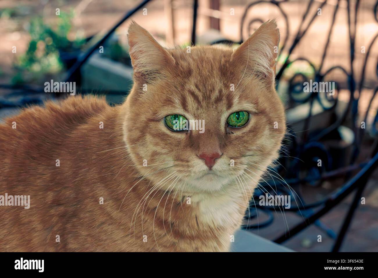 Portrait de tête et d'épaules d'un chat domestique roux à poils tigrés avec des yeux verts vifs à l'extérieur dans une lumière naturelle douce. Banque D'Images