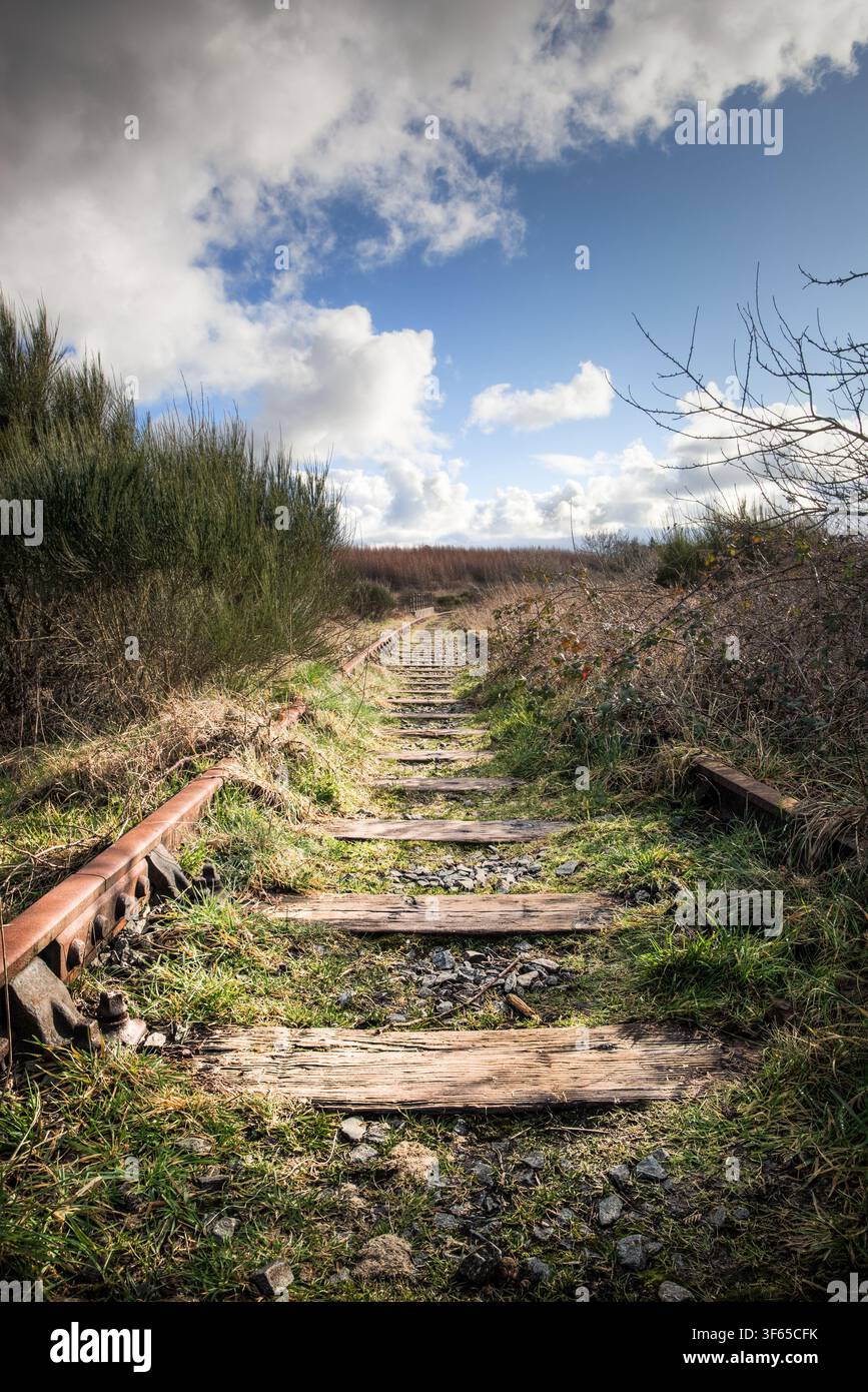 Voies ferrées abandonnées et envahies par la végétation de la ligne historique du Anglesey Central Railway près du réservoir de Cefni sur l'île d'Anglesey, dans le nord du Pays de Galles. Banque D'Images