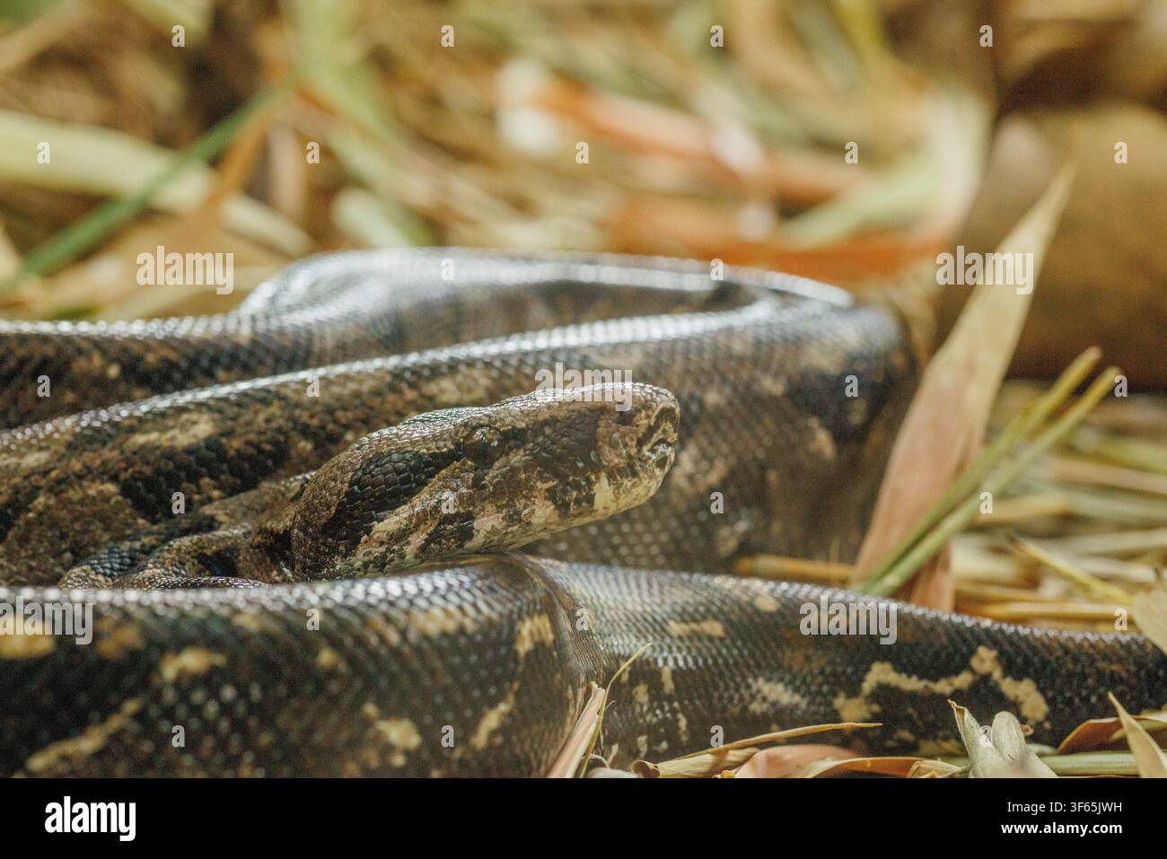 Boa constrictor de la côte ouest mexicaine, Alamos, Sonora, Mexique. Banque D'Images