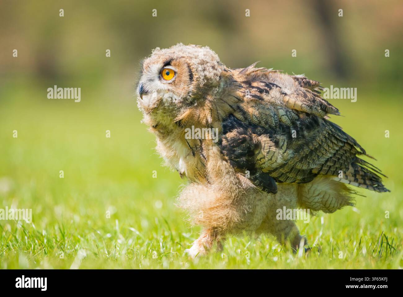 Un jeune poussinet de hibou grand-duc (Bubo bubo) traverse un champ d'herbe vert vif, regardant avec alerte des yeux orange vifs. Espace libre, bokeh Banque D'Images