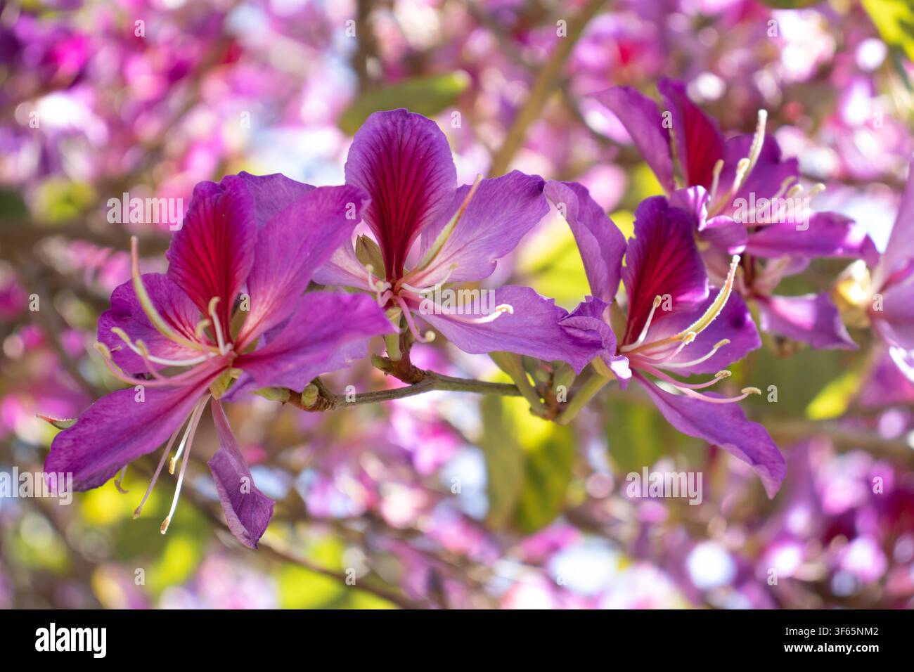 Vue rapprochée de fleurs éclatantes de l'arbre orchidée violette (Bauhinia) en plein jour naturel sur une branche avec un fond flou doux Banque D'Images
