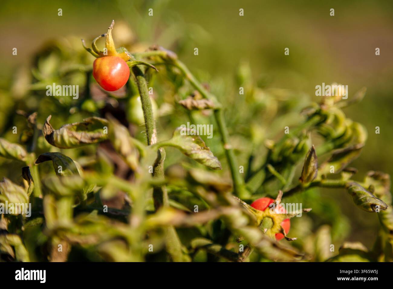 Petites tomates rouges et vertes sur le buisson. Fin de la saison de jardinage. Nourriture végétarienne saine et biologique. Banque D'Images