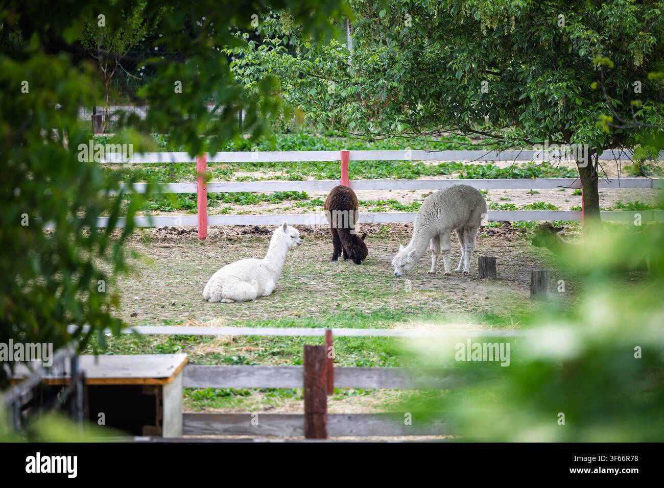Trois alpagas – deux debout et une allongée – paissent et se reposent dans un enclos fermé de ferme sous des arbres feuillus, évoquant une vie rurale calme, la nature et les soins aux animaux Banque D'Images
