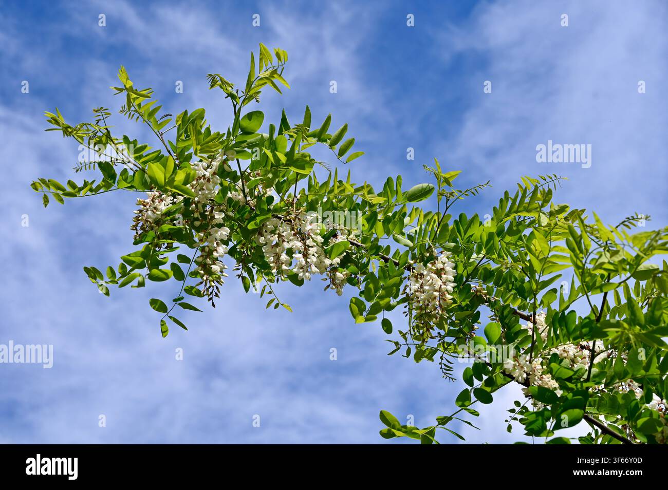 Une photographie de paysage en contre-plongée capturant les branches vertes luxuriantes d'un robinier noir ou d'un acacia blanc en fleurs, chargées de grappes de fleurs blanches délicates suspendues. Les branches s'étendent en diagonale à travers le cadre contre un ciel bleu vif rempli de nuages blancs doux et vaporeux sous une lumière vive du jour. Banque D'Images