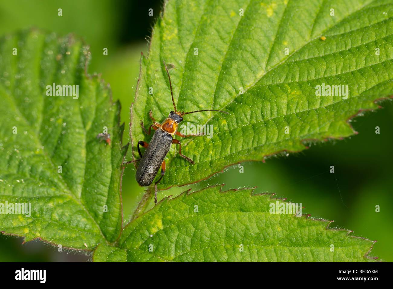 Cantharis nigricans, imago sur une feuille, Nottinghamshire, Royaume-Uni, mai Banque D'Images