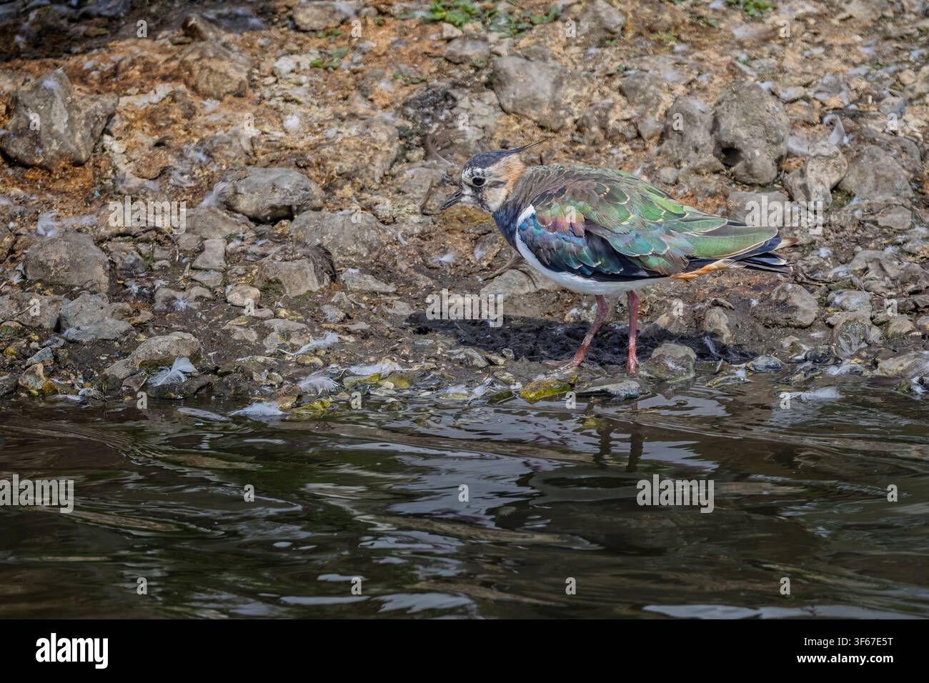 Vue latérale rapprochée d'un vanneau au bord de l'eau dans une réserve naturelle du Wiltshire, Royaume-Uni Banque D'Images