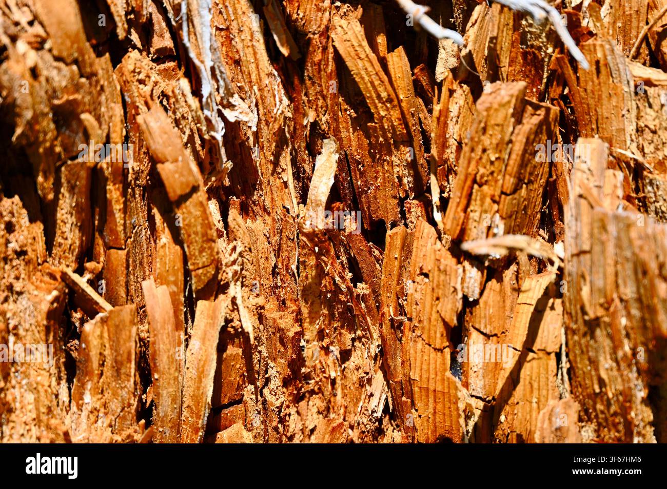 Un photographie en gros plan de style macro capturant la texture riche et fibreuse d'une écorce d'arbre rugueuse et érodée ainsi que du bois éclaté. Des tons ambrés, bruns et dorés profonds mettent en évidence les couches déchiquetées, les crevasses et les motifs naturels du bois en décomposition ou endommagé. Banque D'Images
