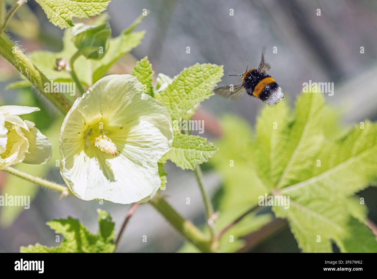 bourdon volant dans un parterre de fleurs. photo : Bo Arrhed Banque D'Images