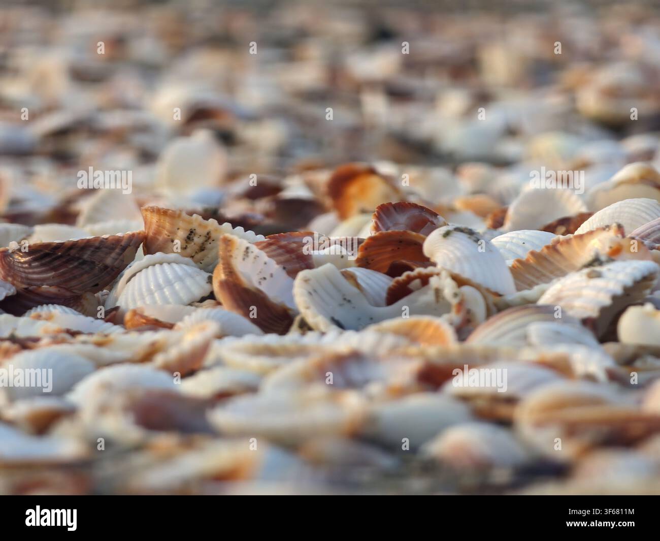 Grossissement d'huîtres de plage abondantes - Image de stock capturée avec un smartphone