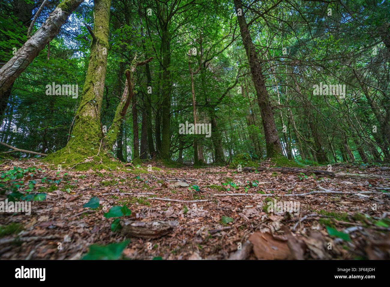Une vue en contre-plongée d'un sol de forêt tempérée dense, montrant un tapis de feuilles brunes tombées, de brindilles et de troncs d'arbres recouverts de mousse. Banque D'Images