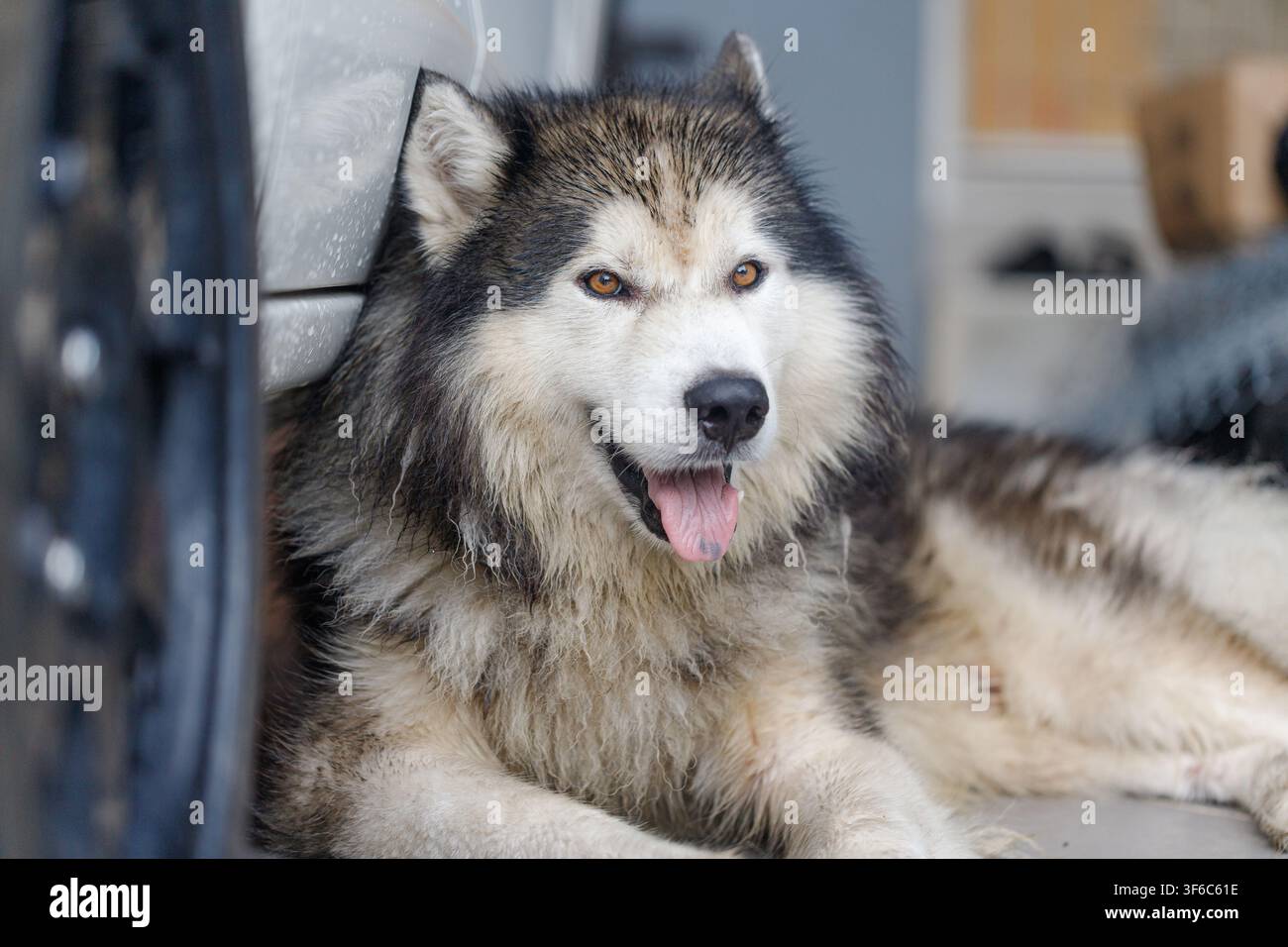 Close-up d'un Husky sibérien, un chien flou et mouillé à l'expression calme Banque D'Images