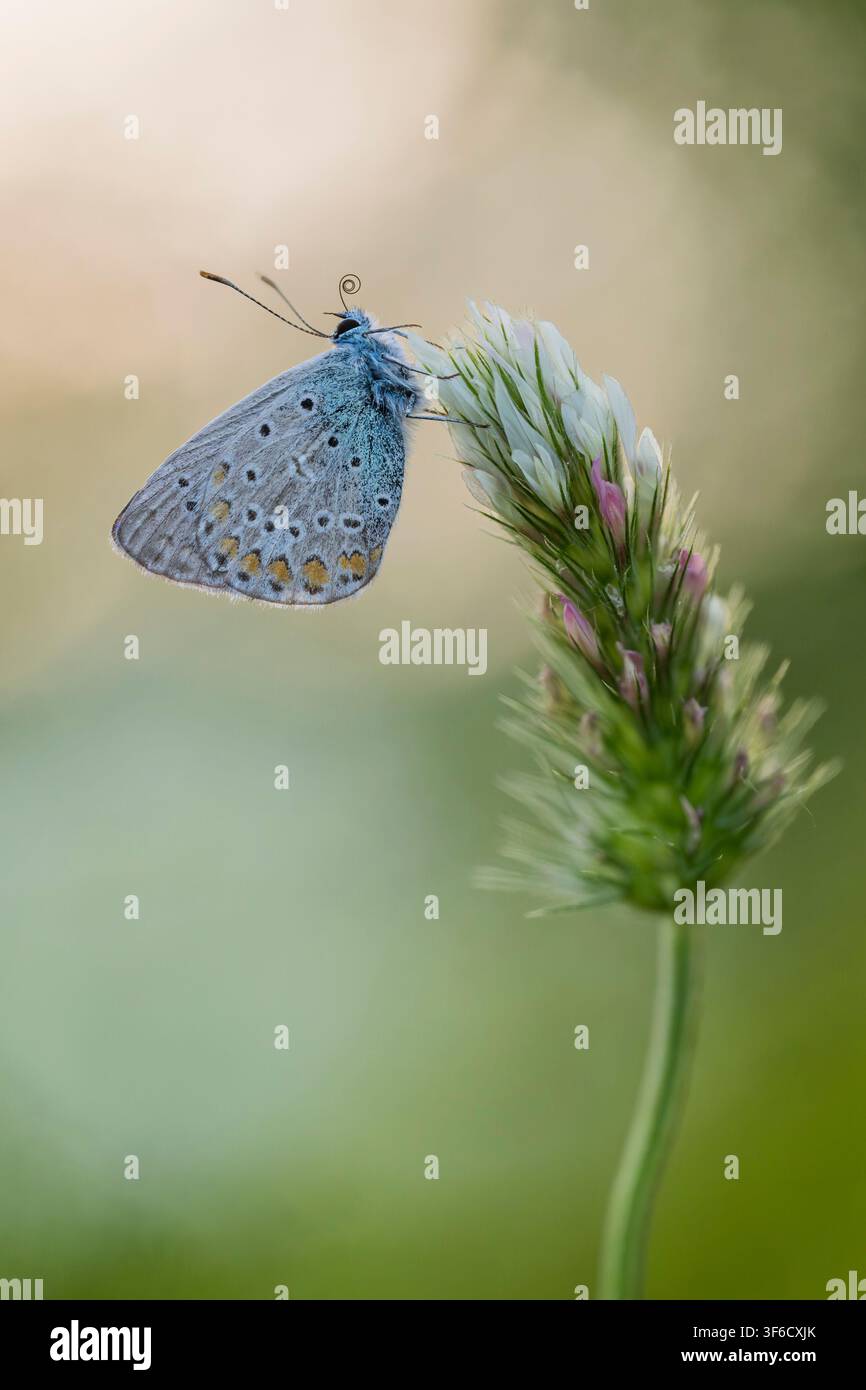 Papillon bleu commun, Polyommatus icarus, Bulgarie Banque D'Images