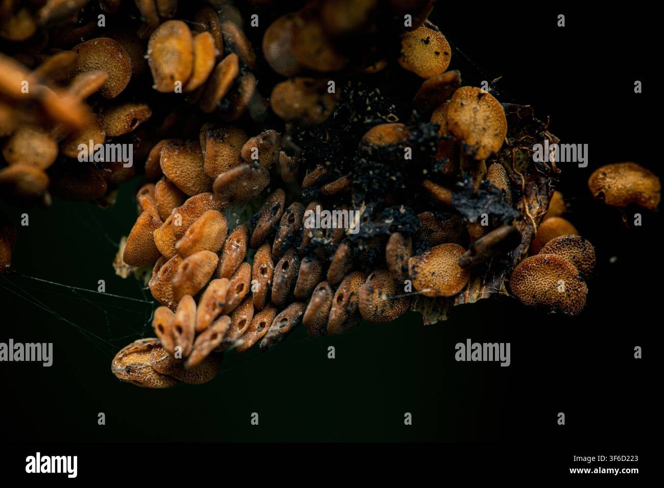 Graines d'aubergine montrant la texture et les détails. Mise au point sur les matières premières, la croissance et le processus naturel. Photographie en Thaïlande, pas d'IA générative Banque D'Images