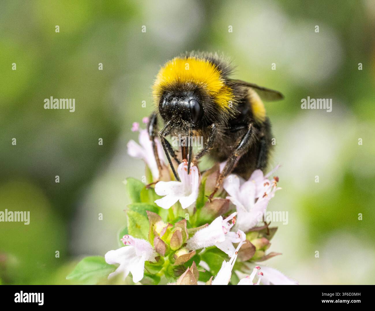 Abeille sur une fleur, recouverte de pollen Banque D'Images