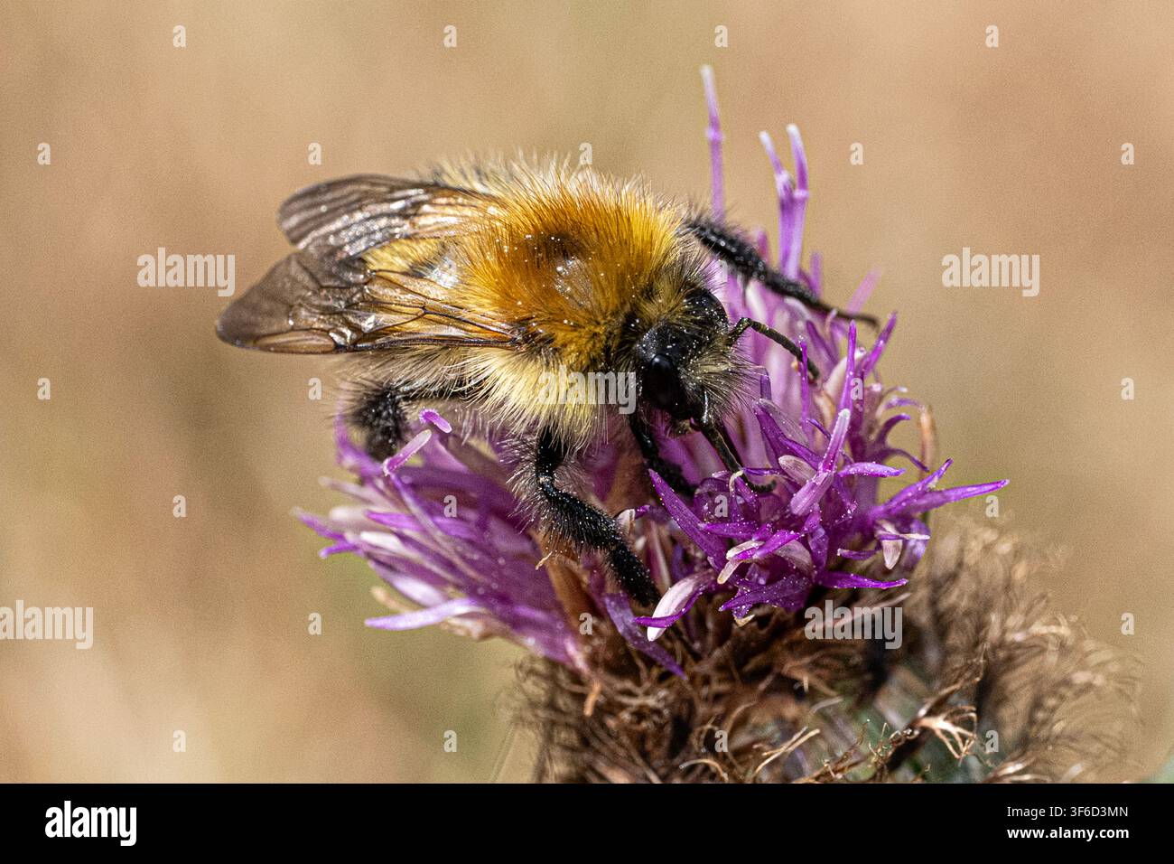 Abeille sur une fleur, recouverte de pollen Banque D'Images
