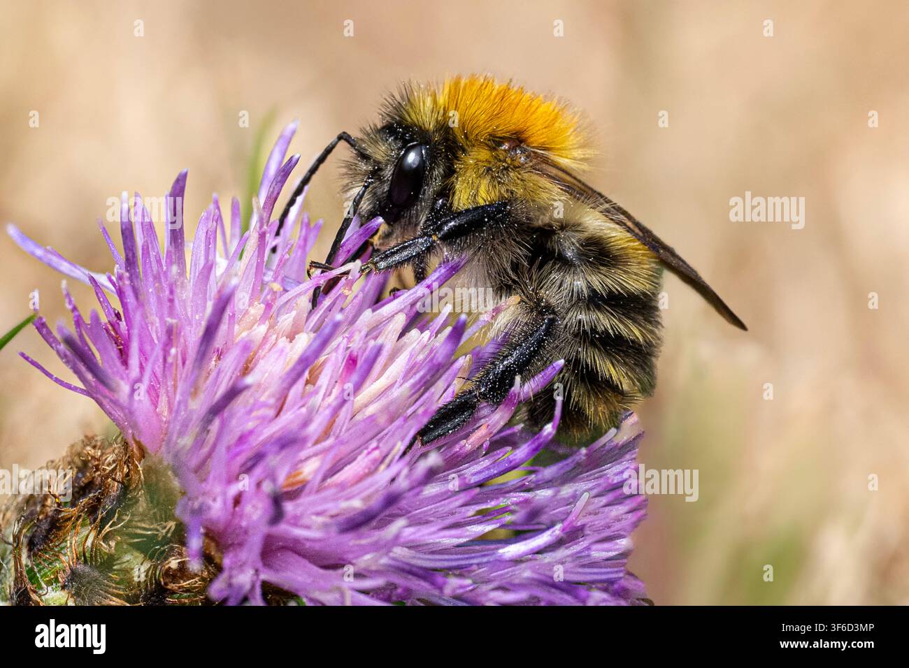 Abeille sur une fleur, recouverte de pollen Banque D'Images