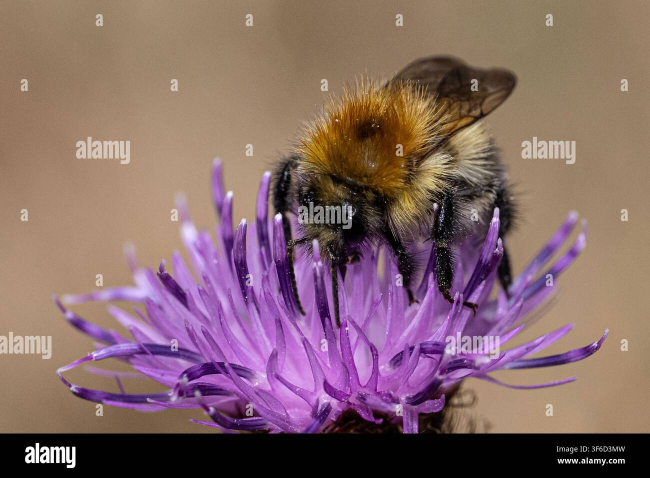 Abeille sur une fleur, recouverte de pollen Banque D'Images