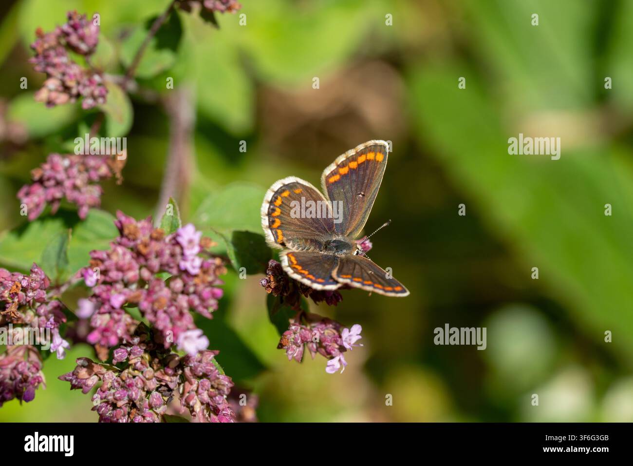 Papillon brun argus (Aricia agestis) posé sur une fleur sauvage violette en fleurs dans une prairie estivale Banque D'Images