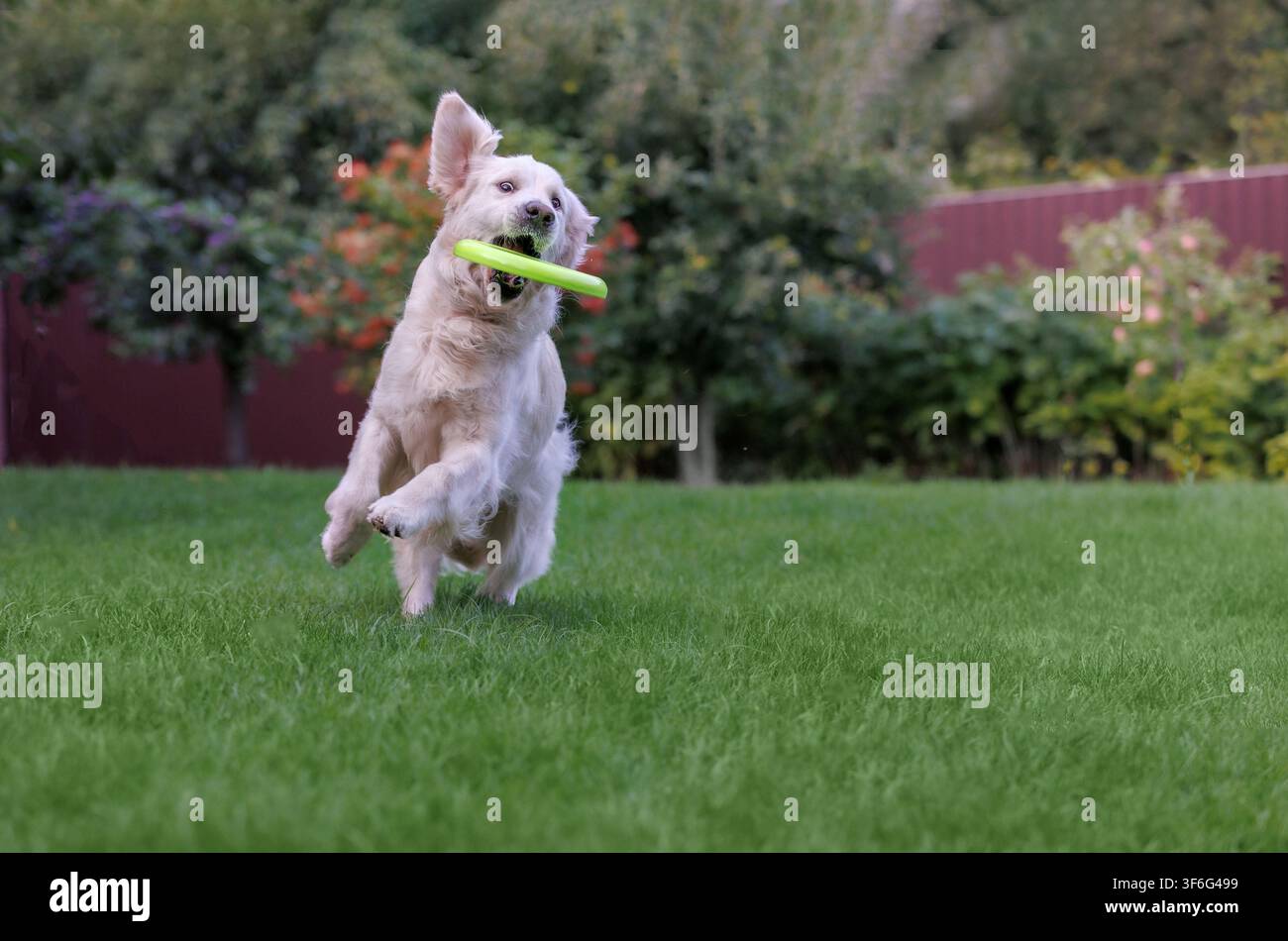Chiot Golden retriever courant joyeusement à travers la pelouse verte en attrapant un jouet disque volant, oreilles dressées drôles, animal de compagnie joueur en plein air dans un jardin coloré Banque D'Images