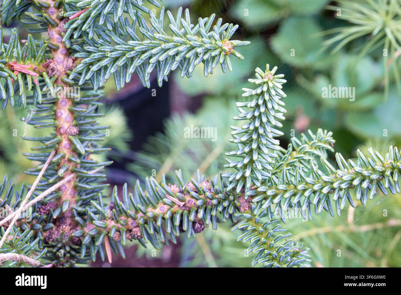 Capture détaillée des aiguilles vertes bleues rigides et cireuses d'un sapin d'Espagne, Abies pinsapo Banque D'Images