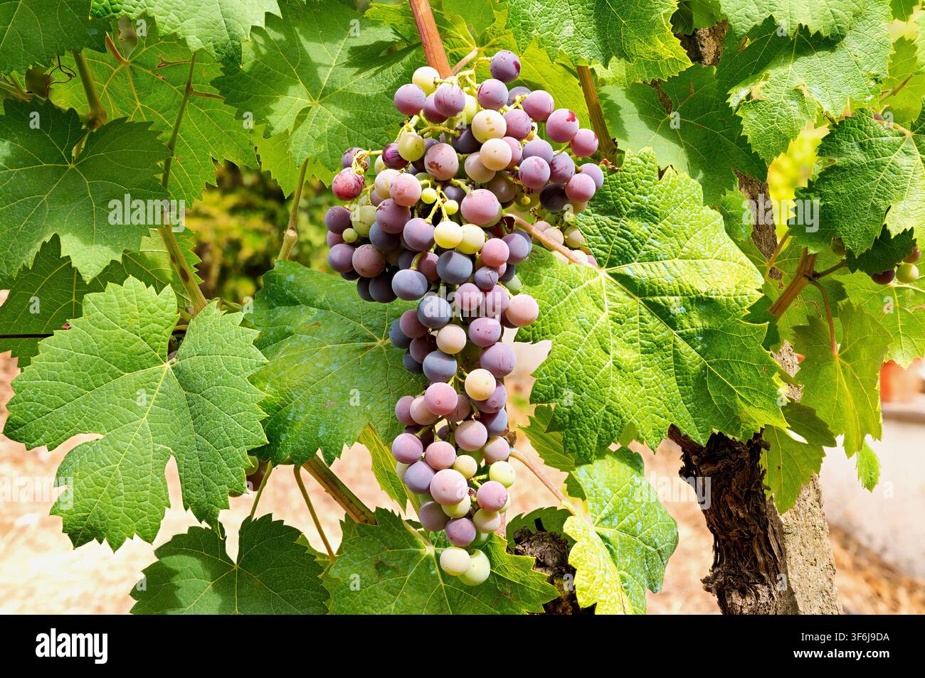 Veraison dans un vignoble. Rachette de raisins avec des baies qui entament la phase de maturation. Agriculture traditionnelle. Sardaigne. Banque D'Images