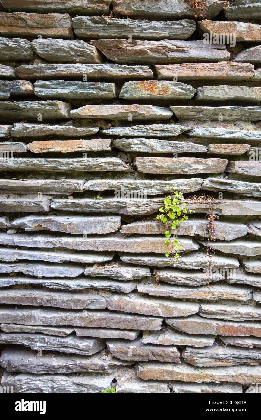 Mur de pierres sèches traditionnel avec une petite plante verte qui pousse Banque D'Images